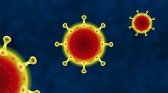 coronavirus immunity antibodies