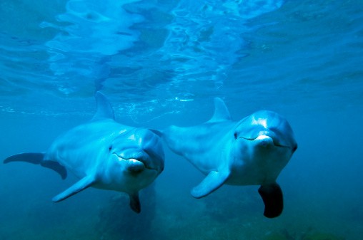 3 Lessons We Can Learn From Dolphins