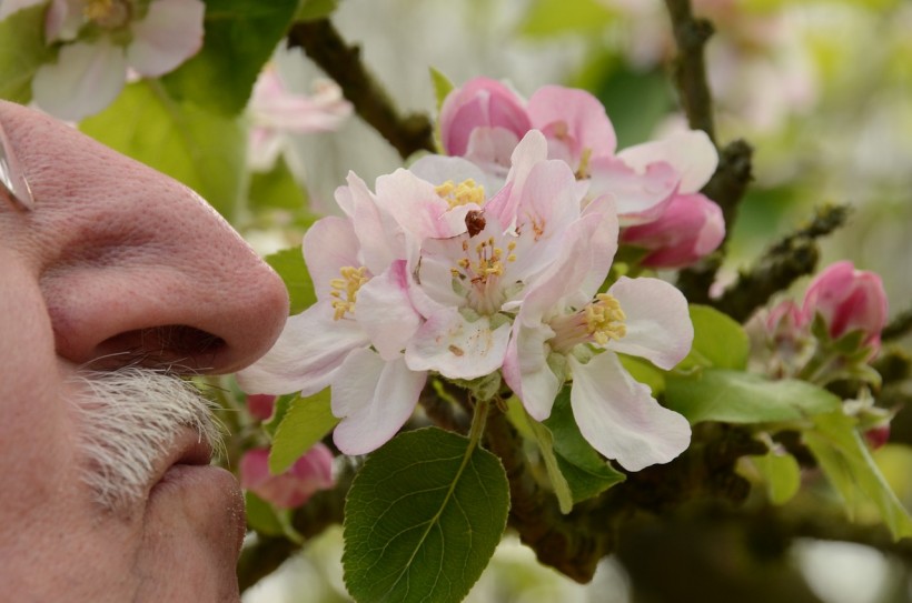 Science Times - Elder people who retain sense of smell are at less risk of dementia
