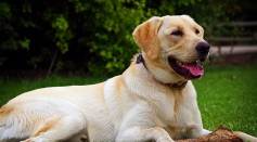 Science Times - Dogs Can Better Detect If You're Free From COVID-19 