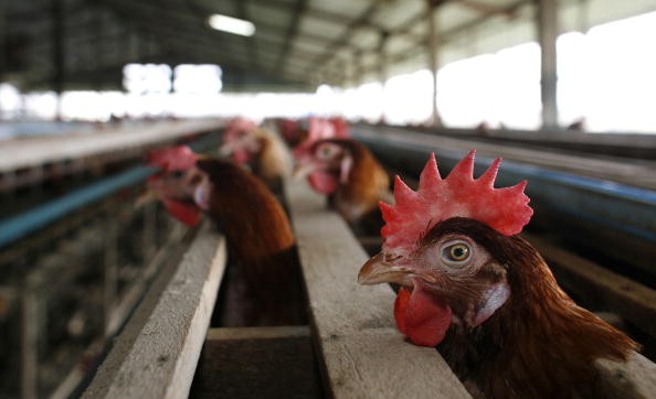 Bird Flu Increases The Threat To Chicken Farmers Livelihoods