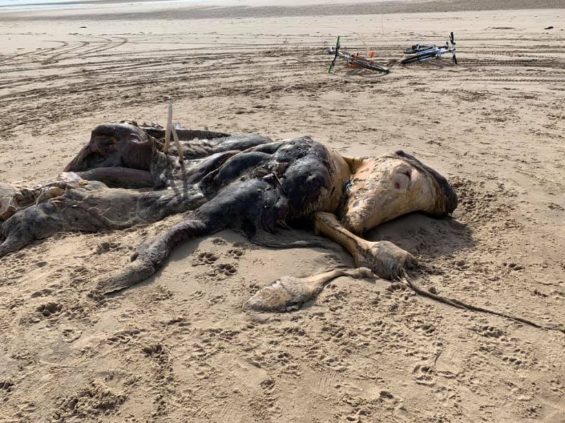 The Uknknown Creature on UK's Merseyside Beach