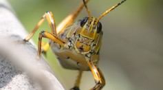 Kosher Diet: Israeli Firm Wants to Make Locusts As An Alternative Protein Source; Is It Safe to Eat?