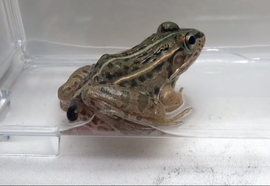 WATCH: Beetle Survives Death Even After Being Eaten by a Frog