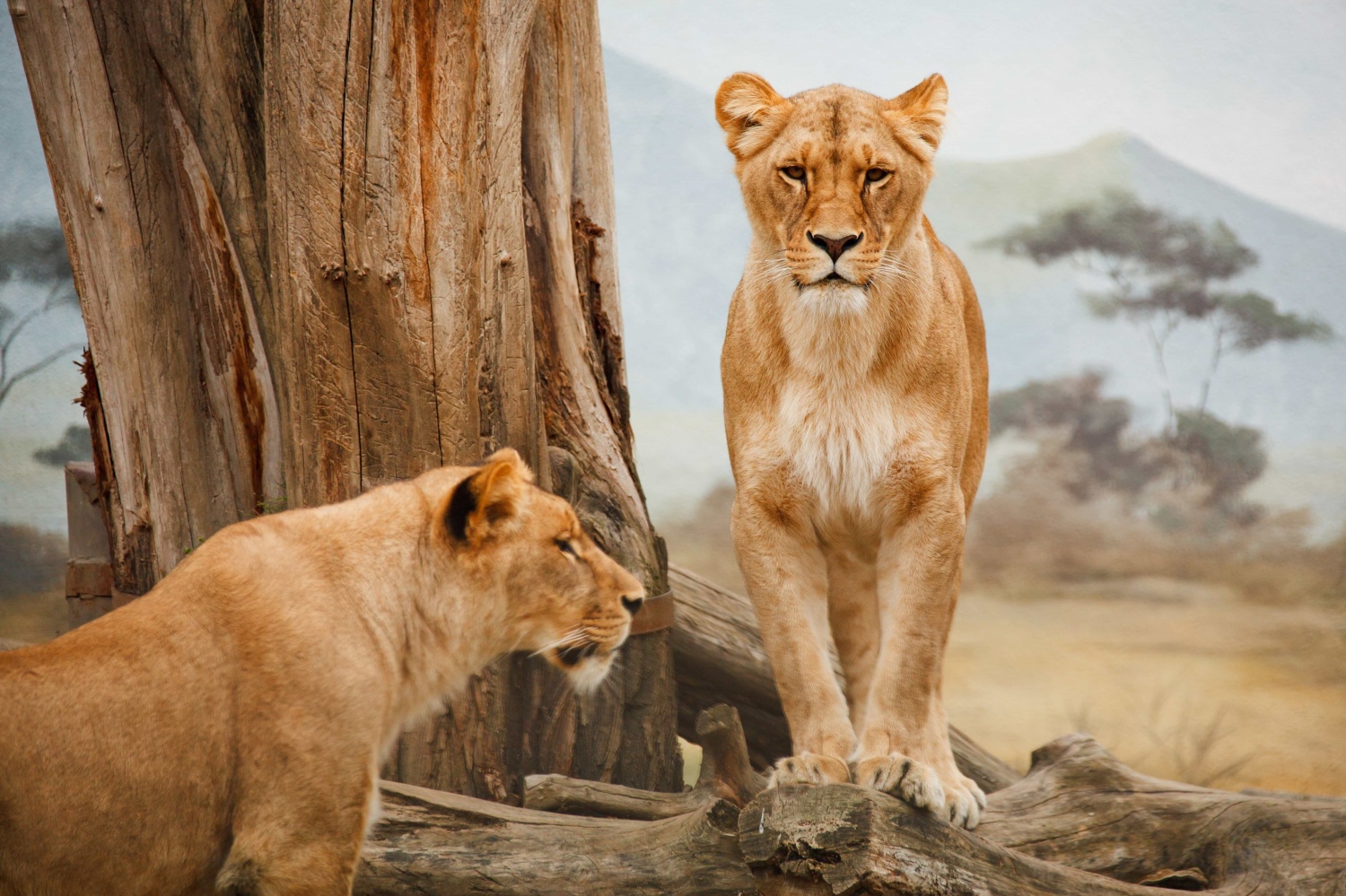 Download Cave Lions and Modern-Day Lions Are Separate Species ...