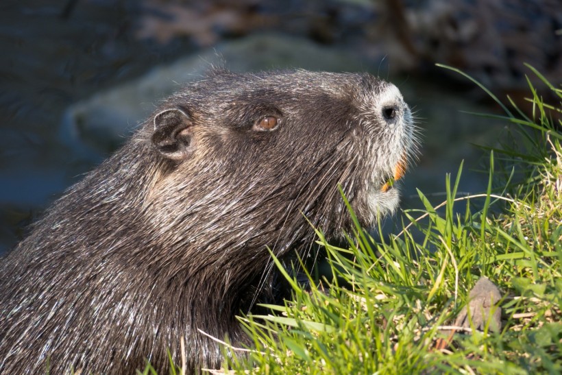15 Families of Beavers Given Legal 'Right to Remain' on the River Otter in East Devon