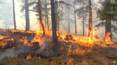 Wind driven fire devils in burning forest.