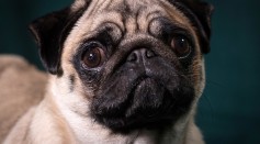 A Pug from Crufts 2017 - Portraits Of Man's Best Friend