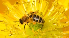 May 20 Is World Bee Day