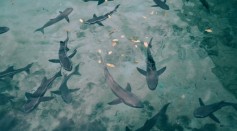 Friendly Sharks? A New Study Shows They Also Make Friends With Other Sharks