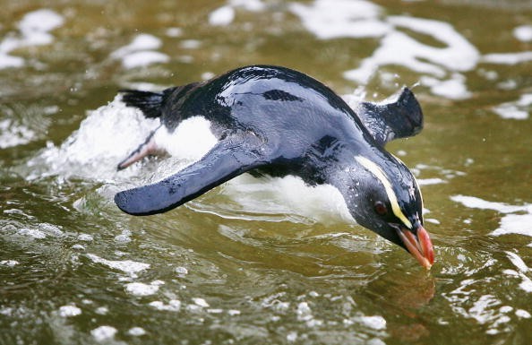 Fiordland Penguin 