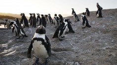 Bunkering Activity in Algoa Bay Are a Major Threat to African Penguin Populations