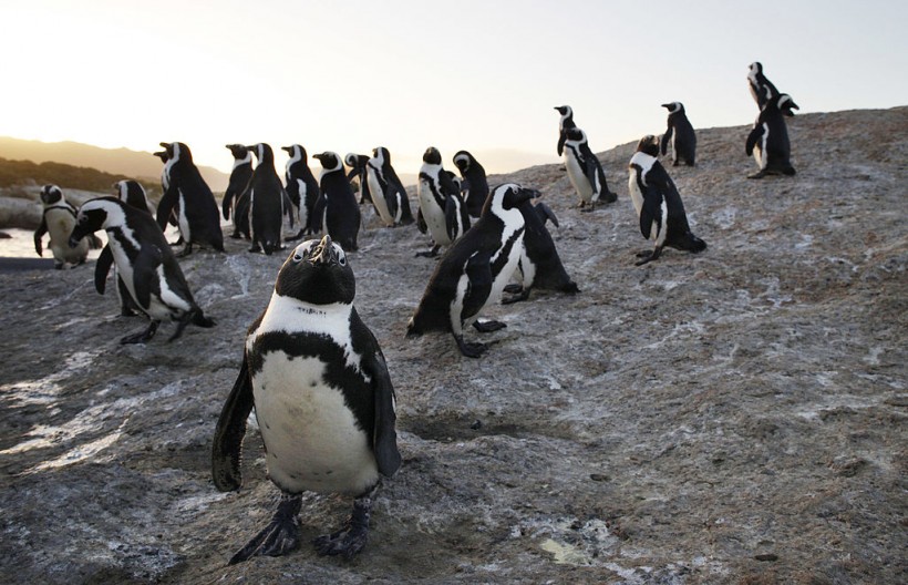 Bunkering Activity in Algoa Bay Are a Major Threat to African Penguin Populations