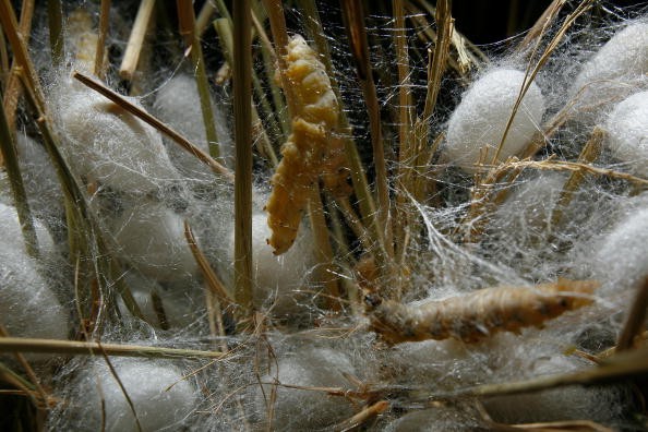 Farmers Produce Silk In China