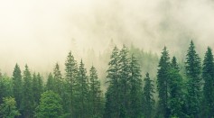 North American Forest Contribution to Global Seasonal Carbon Flux Increases, Study
