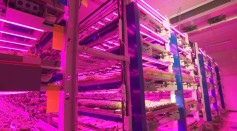 Dubai's Green Revolution Starts at Its Vertical Farms in the Middle of the Desert
