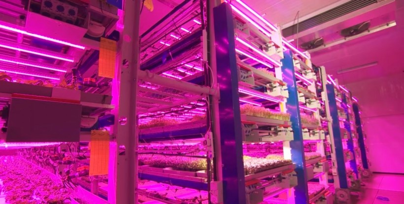 Dubai's Green Revolution Starts at Its Vertical Farms in the Middle of the Desert