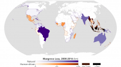 Science Times - NASA Goddard Scientists Map Out Global Losses of Mangrove Habitats