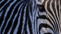 New Study Disproves Previous Hypothesis on the Role of Zebra Stripes 