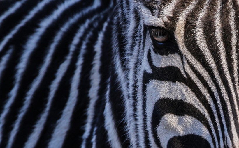 New Study Disproves Previous Hypothesis on the Role of Zebra Stripes 