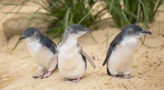 Science Times - Penguin Populations Did Not Originate in Antarctica