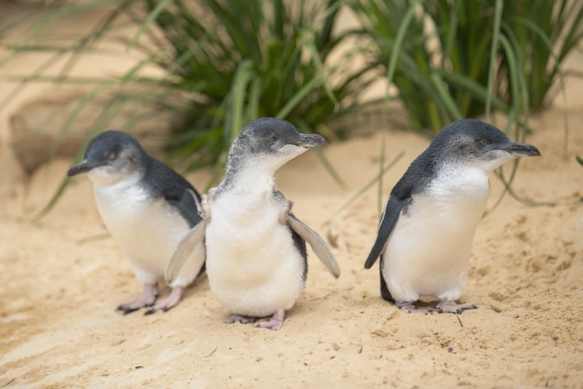 Science Times - Penguin Populations Did Not Originate in Antarctica