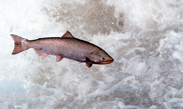 Chinook Salmon Leaps Through White Water May 17 2001 In The Rapid River In Idaho As It