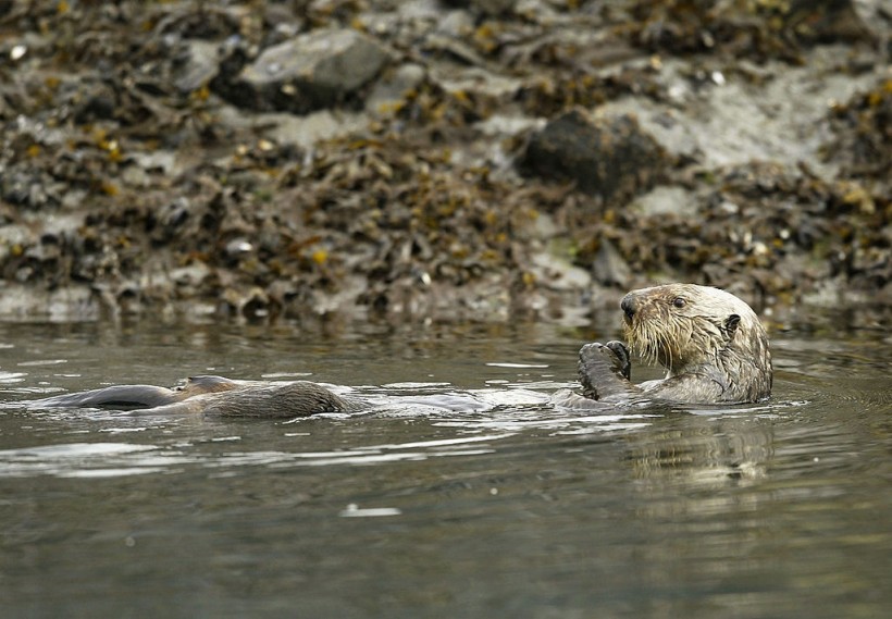 Science Times - Reintroducing Sea Otters in British Columbia Upset the Balance in the Ecosystem