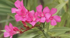 Experts Warn Oleander Plant NOT a COVID-19 Cure