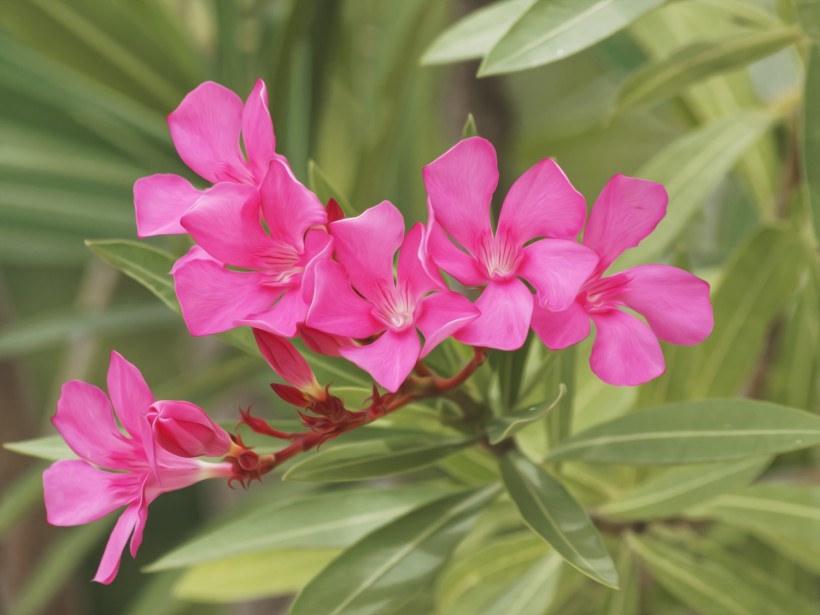 Experts Warn Oleander Plant NOT a COVID-19 Cure