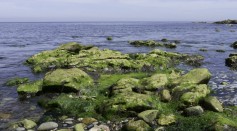 Science Times - An Ancient Gene Family Allows Algae to Synthesize Antifreeze 