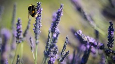 Why Is Lavender So Popular?