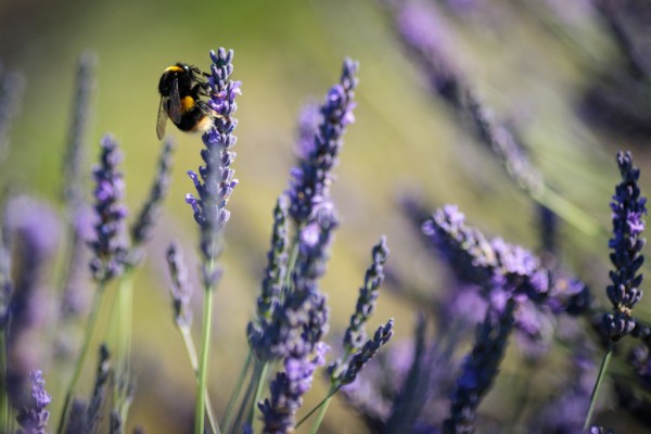 Why Is Lavender So Popular?