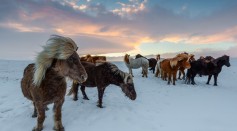 Viking Stock: Norse Horse Can Withstand Iceland's Elements All Year-Round