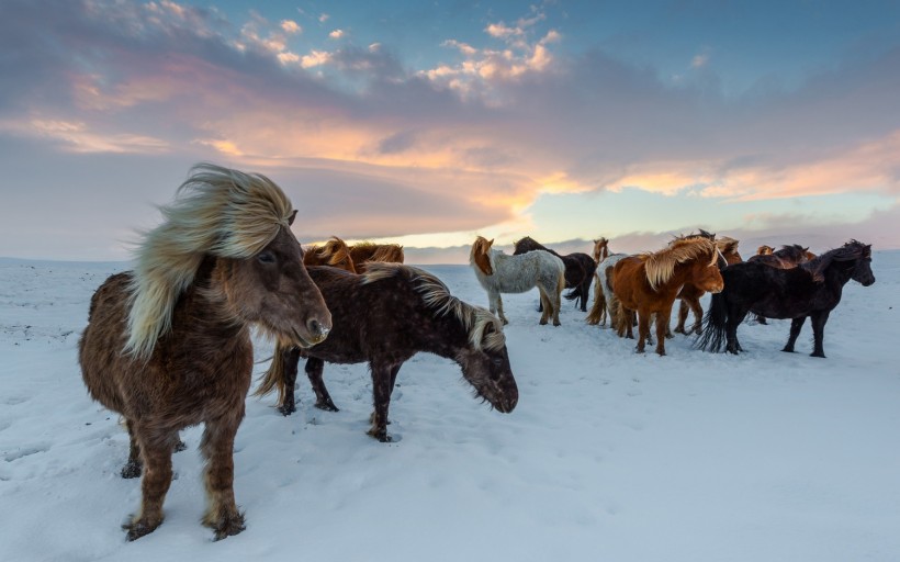 Viking Stock: Norse Horse Can Withstand Iceland's Elements All Year-Round
