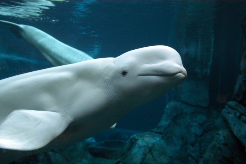 Man Shows How Soft a Beluga Whale's Head Is