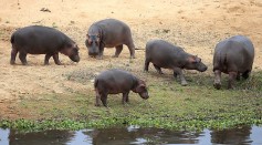 Science Times - The Hunt for Escobar's Hippos : Controlling Colombia's Hippo Population