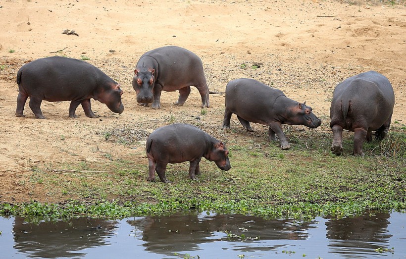 The Hunt for Escobar's Hippos : Controlling Colombia's Hippo Population