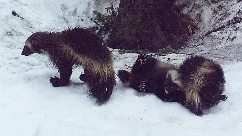 Conservationists Spotted A Family Of wolverine in Mount Rainier After 100 Years