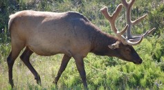 Elk Attacks Archer A Day After It Was By An Arrow in Oregon