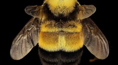 No 'Critical Habitat' For Endangered Rusty Patched Bumblesbees Further Weakens Their Protection