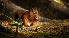 Science Times - Red Squirrel VS Woodpecker: Who Wins the Fight Over Nuts?