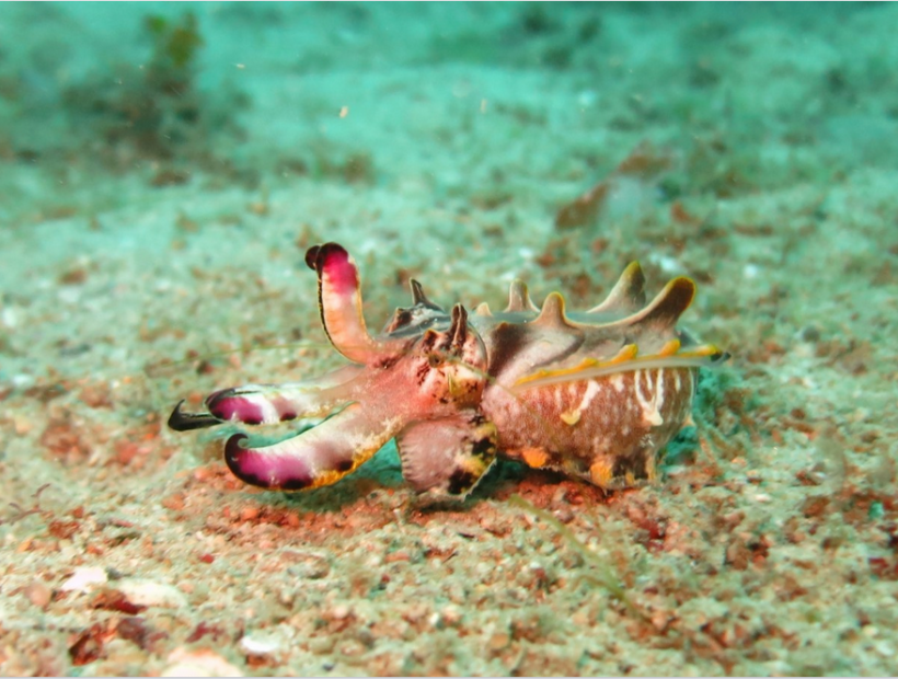 Flamboyant Cuttlefish Behavior Explained
