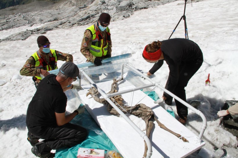 Science Times - 400-Year-Old Frozen Goat Offers Insight on Ice Mummies