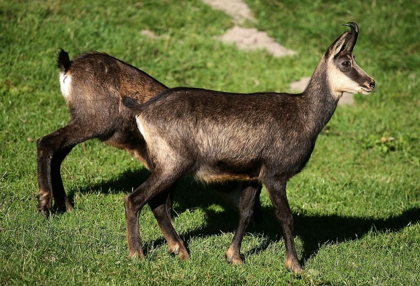 Hikers Discover Unique Goat-Antelope Remains in the Italian Alps