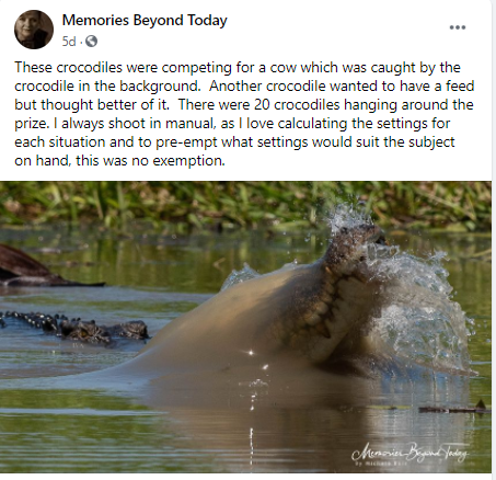 A Saltwater Crocodile at an Outback Billabong