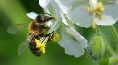 Faba Bean Farms & Semi-Natural Habitats Can Help Protect Bee Populations