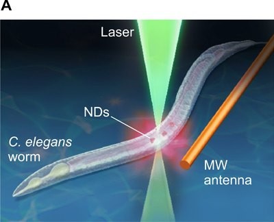 Scientists Measure Fever in Worms Using Quantum Thermometer With Nanodiamonds