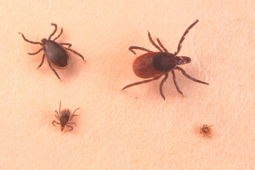 VLA15 May be the First Vaccine Against Lyme Disease