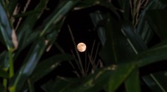 This Year's Harvest Moon Is Set to Rise This October
